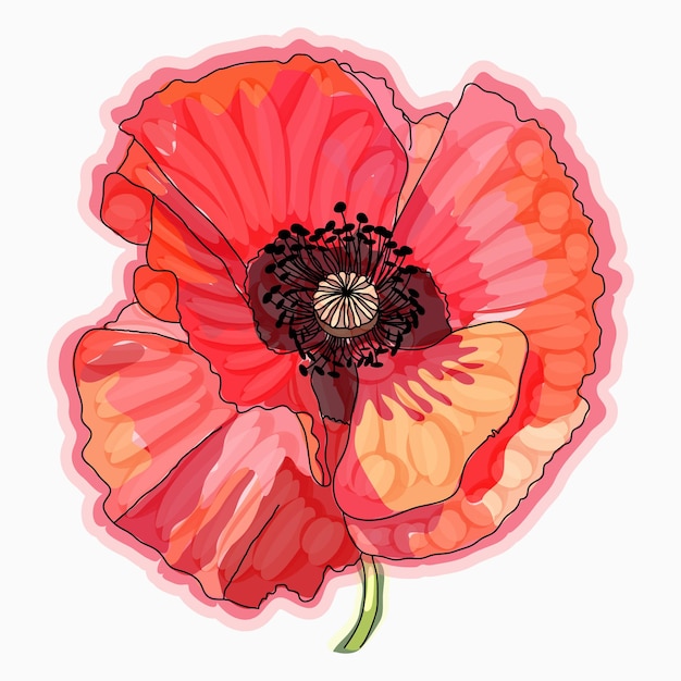 Vector ink pencil watercolor poppy flower sketch hand drawn nature painting