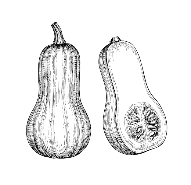 Ink sketch of butternut squash. Vintage style ink drawing.