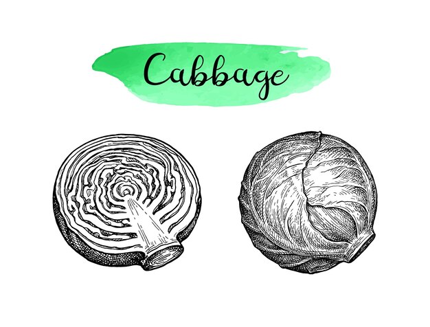 Vector ink sketch of cabbage