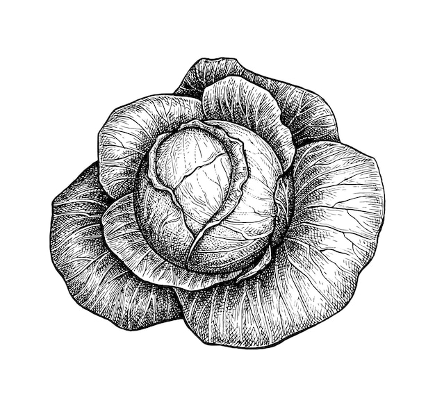 Ink sketch of cabbage