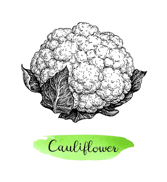 Vector ink sketch of cauliflower