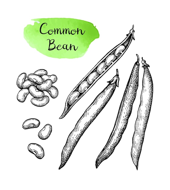 Vector ink sketch of common bean