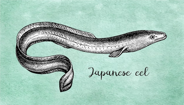 Ink sketch of japanese eel