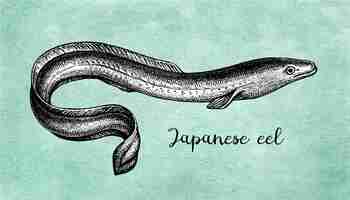 Vector ink sketch of japanese eel