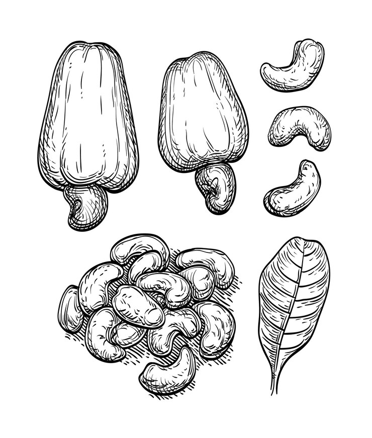 Vector ink sketch of nuts