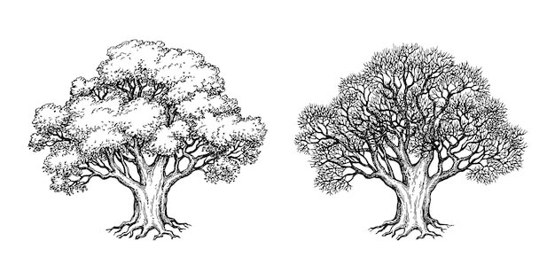 Ink sketch of oak tree