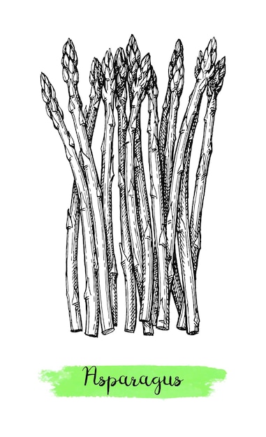 ベクトル アスパラグスのインクスケッチ