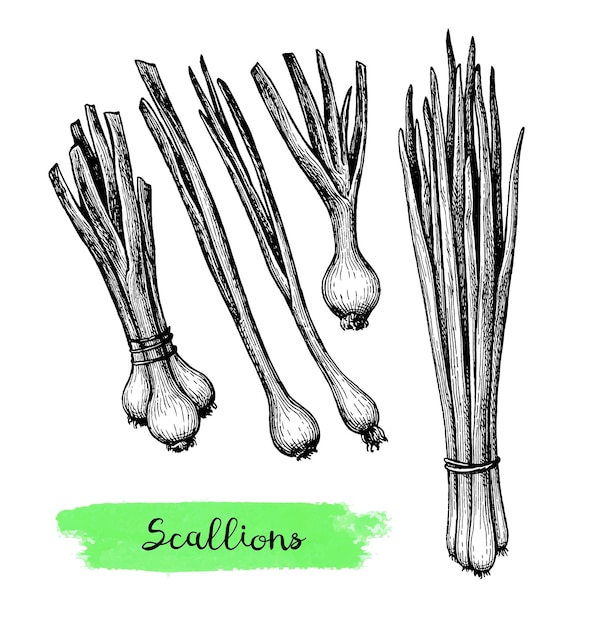 Vector ink sketch of scallions