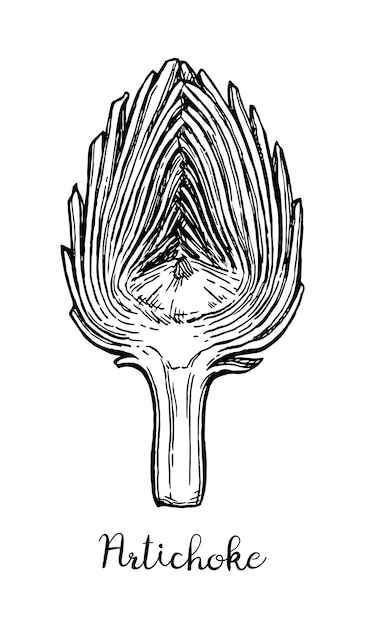 Vector ink sketch of sliced artichoke