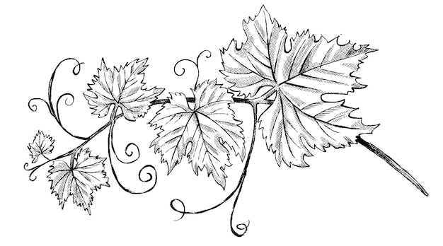 Vector ink sketch vine leaf branch