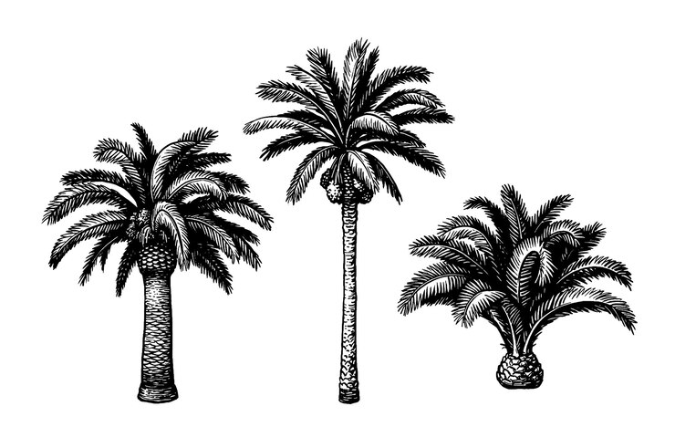 Vector ink sketches of date palm trees