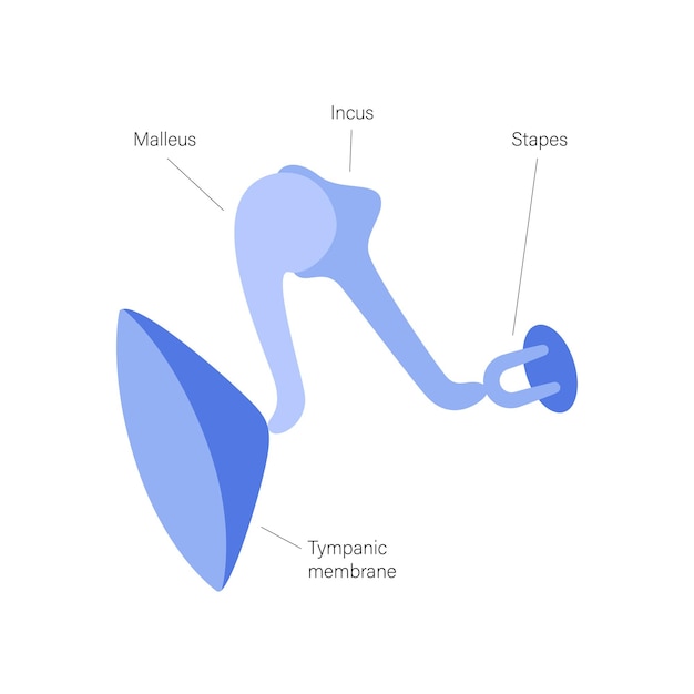 Vettore anatomia dell'orecchio interno