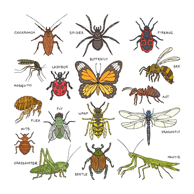 곤충 딱정벌레 버그 또는 개미와 비행 꿀벌 또는 나비와 잠자리 또는 무당 벌레 흰색 배경에 모기와 메뚜기와 바퀴벌레 또는 거미의 자연 그림 세트