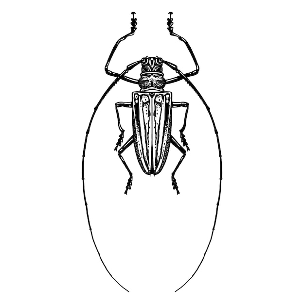 Жук-насекомое изолирован. черно-белый набросок. | Премиум векторы