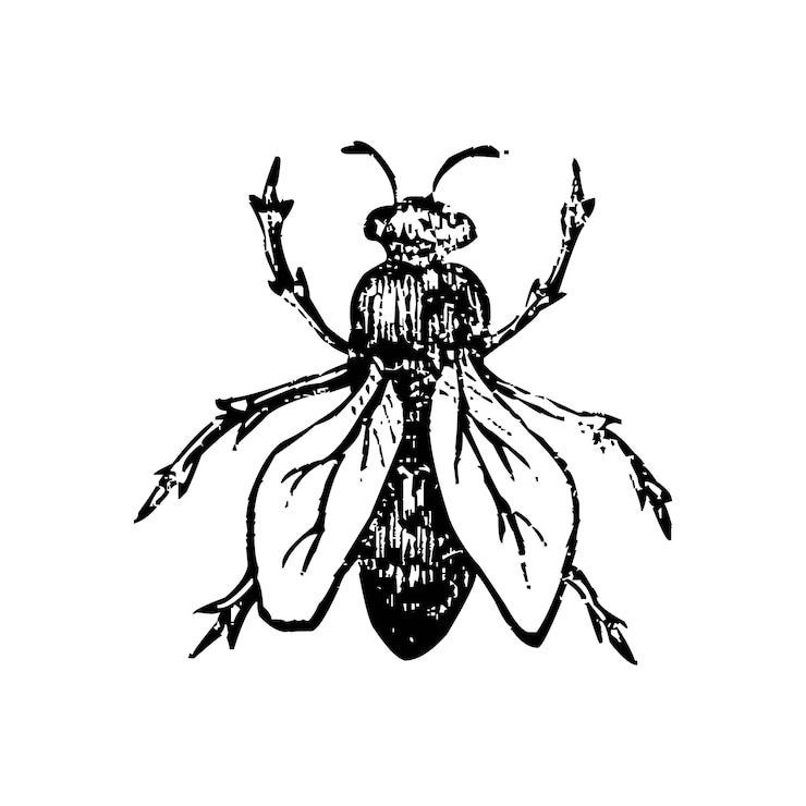 Vector insect bug fly vintage drawing illustration antique entomology vector graphic black and white art