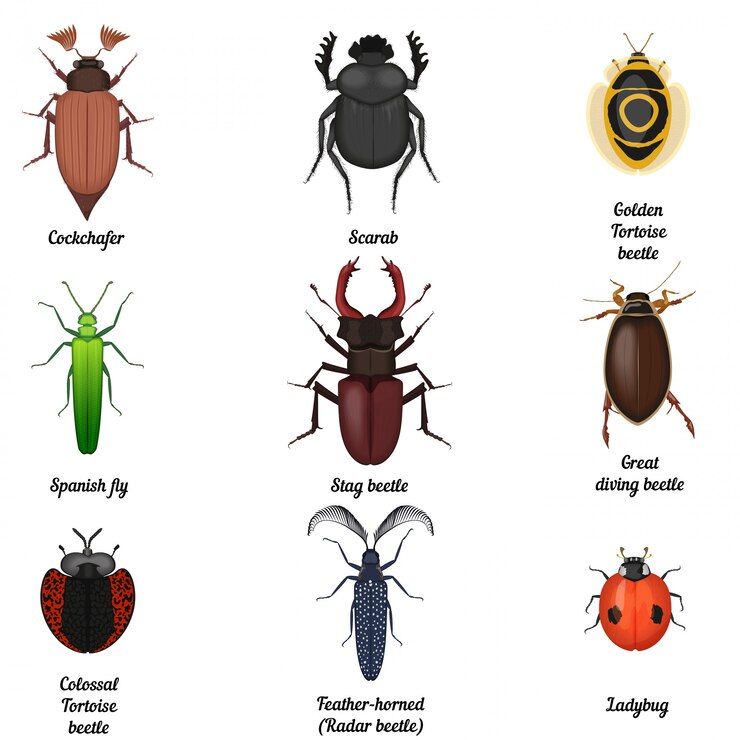 Vector insect bugs icons set