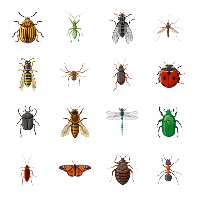 Vector insect cartoon icon set, insect bug.