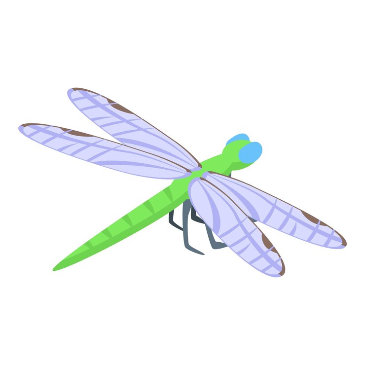 Vector insect dragonfly icon isometric vector flying wing summer insect