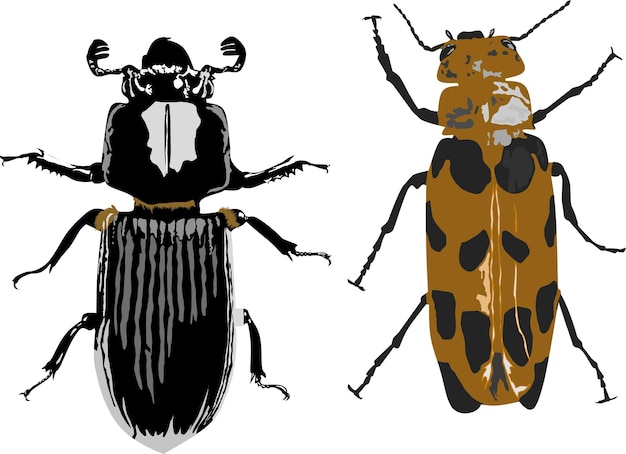 Insect insect dierlijke illustratie vector