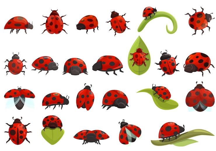Vector insect ladybird icons set cartoon vector. fly kids insect