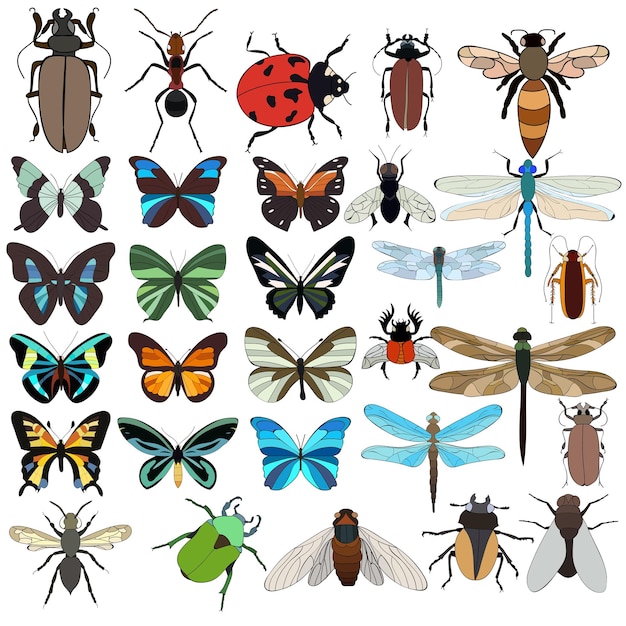 Vector insect set beetles bee ant butterfly