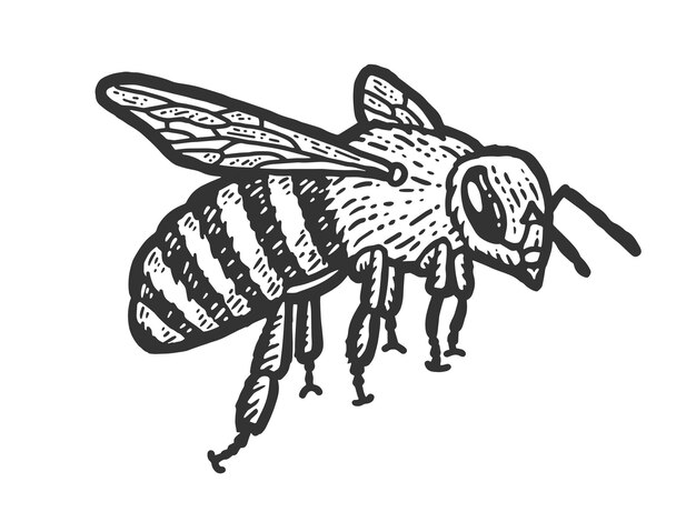 Vettore schizzo di insetto un'ape vola imitazione della tavola da grattare immagine disegnata a mano in bianco e nero