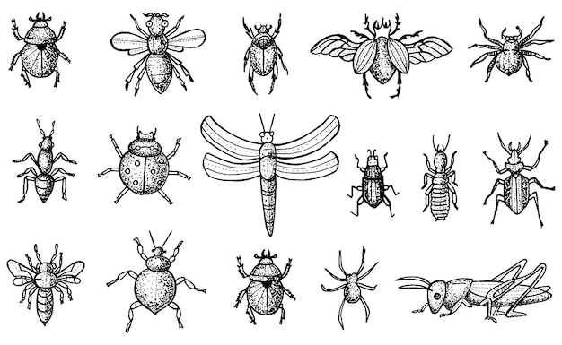 Insecten instellen met kevers, bijen en spinnen geïsoleerd op een witte achtergrond. gegraveerde stijl.