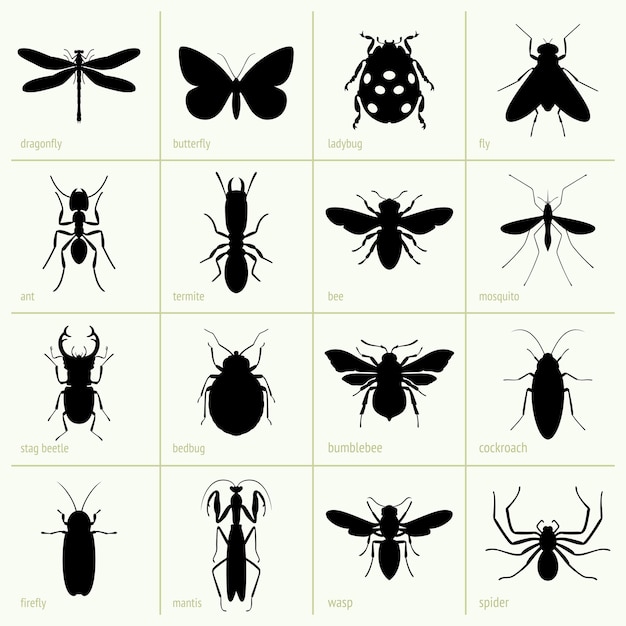 Insecten