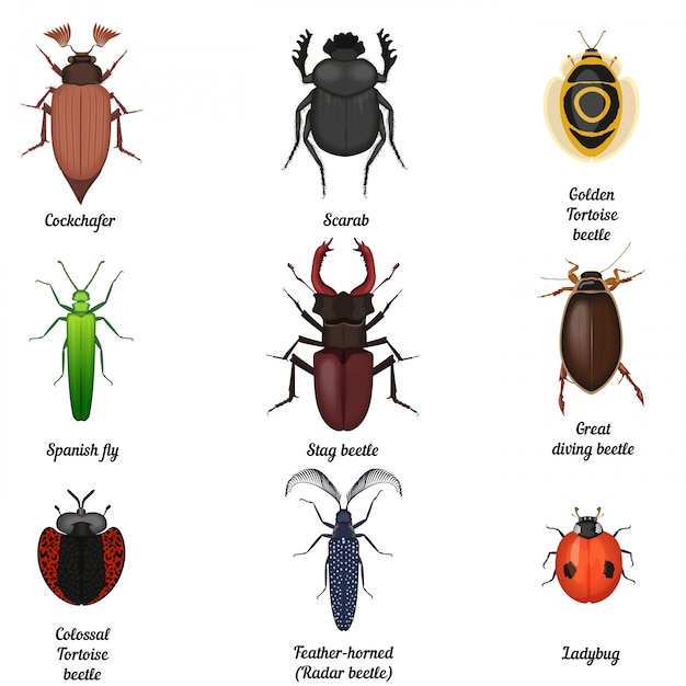 Vector insectenbeestjes pictogrammen instellen