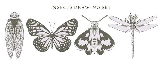 Набор для рисования насекомых, нарисованный вручную в винтажном стиле