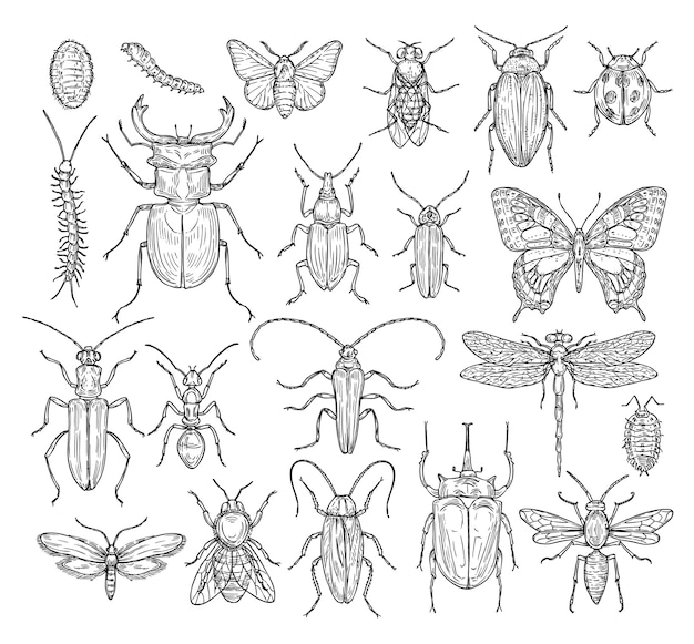 Insects sketch