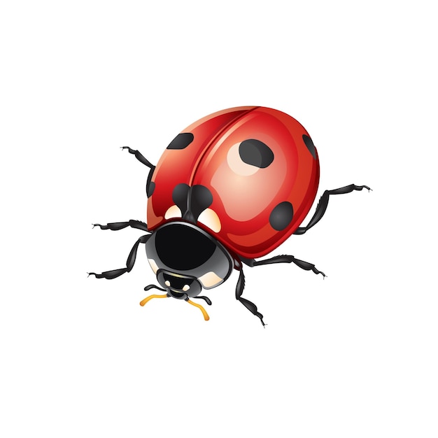 insects