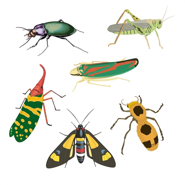 Insects