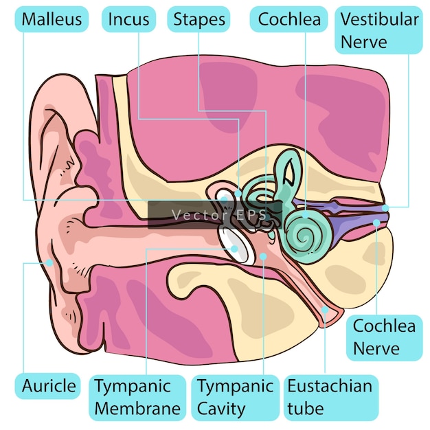 Anatomia delle parti del corpo dell'orecchio umano