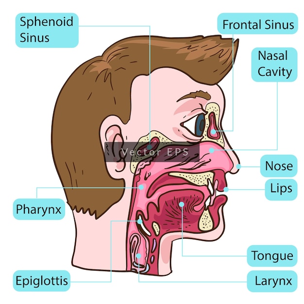 Vector inside human nose sinus body parts anatomy