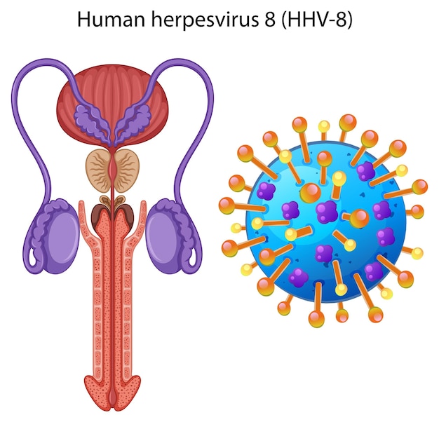 Vector inside the male reproductive system