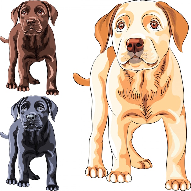 Vector instellen puppy hondenras labrador retriever