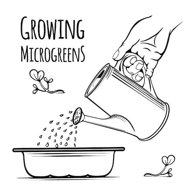 Instructies voor het zaaien van microgreens het hele jaar door gieter voor thuis voor het besproeien van handgetekende schets