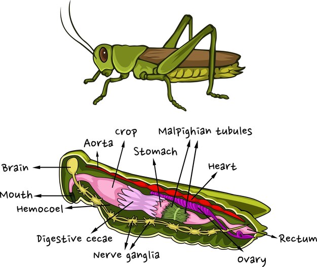 Internal Anatomy Of Grasshopper Vector