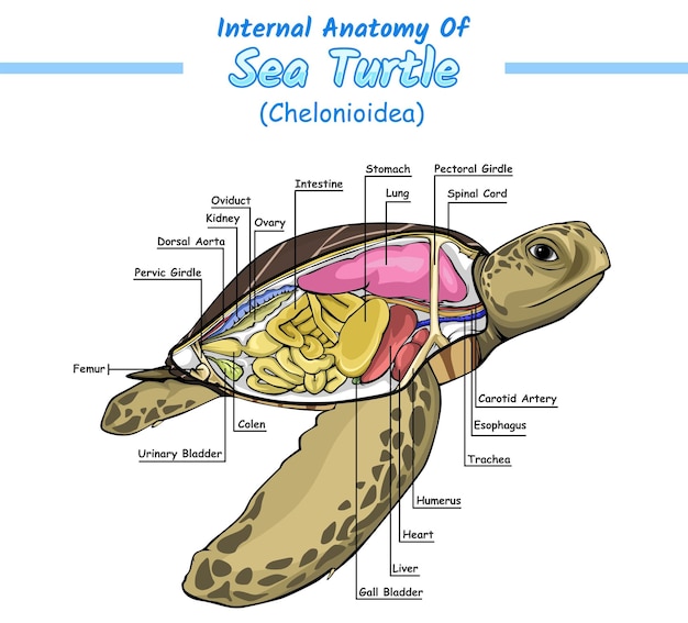 Vector internal anatomy of sea turtle