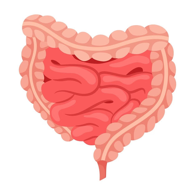 내부 인체 장기 소장 정보 포스터 의학 해부학 인포그래픽 요소 의학 개념