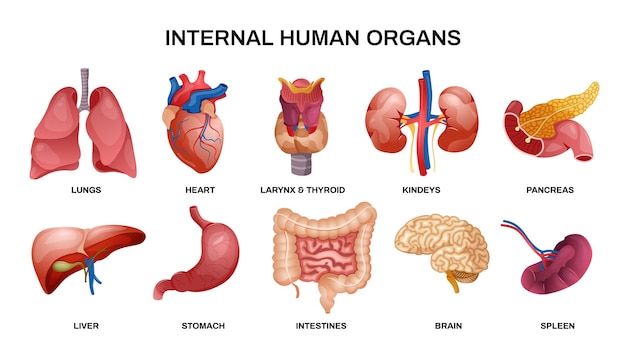 Internal human organs horizontal icon set