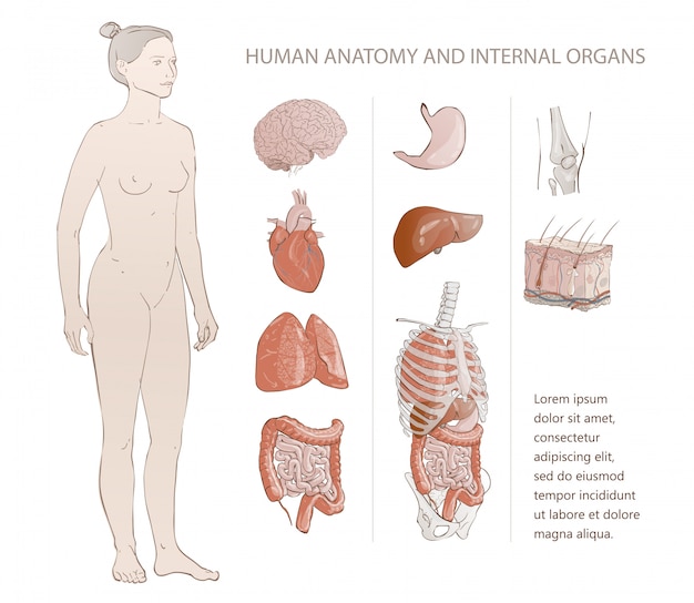 Organi umani interni