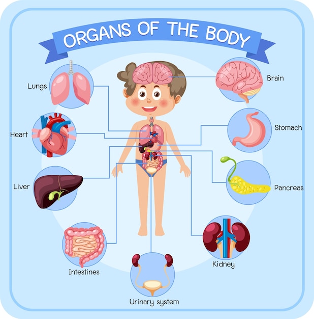 Vettore organi interni del corpo per i bambini