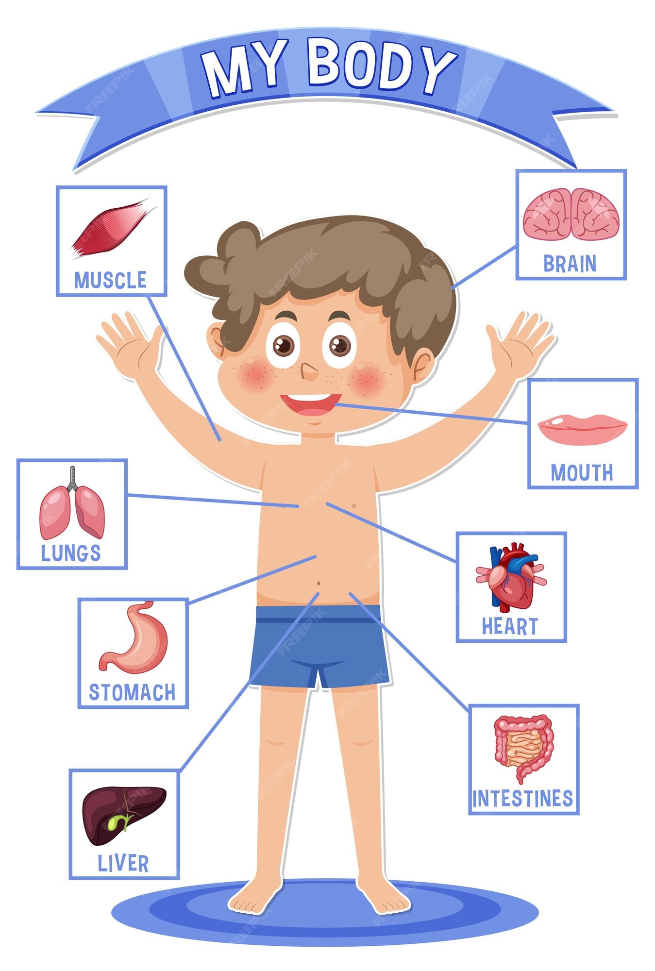 Premium Vector Internal organs of the body for kids