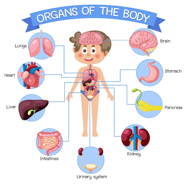 Vector internal organs of the body for kids