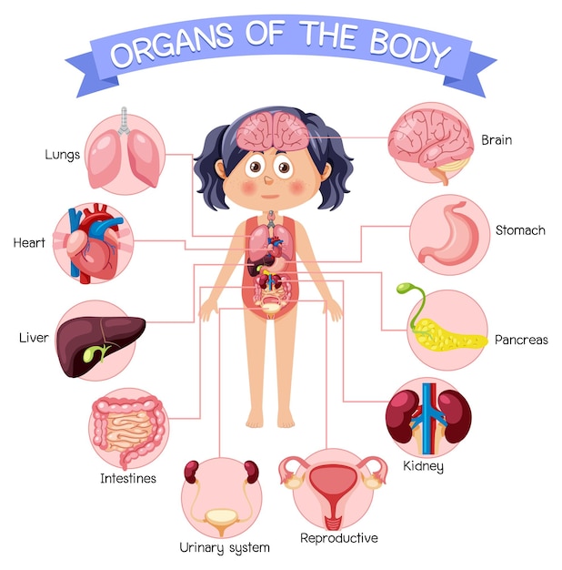 Vector internal organs of the body for kids