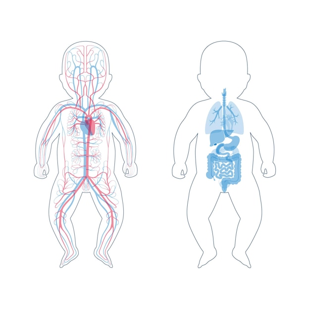 Vector internal organs and circulatory system of baby