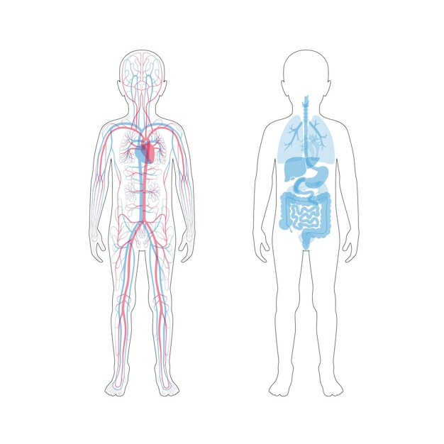 Vector internal organs and circulatory system of boy