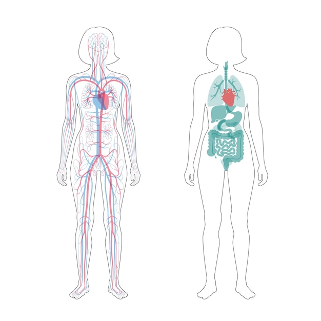 Internal organs and circulatory system of woman